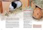 Preview: Meerschweinchen
